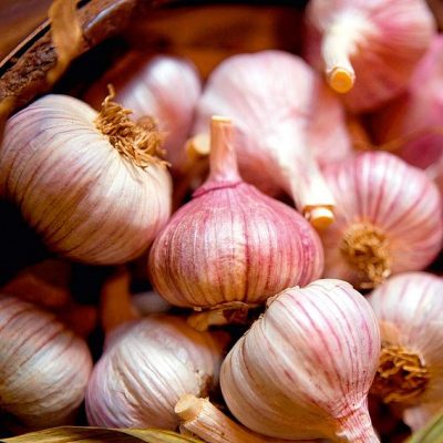 Garlic Edenrose
