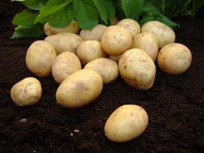 Nicola Seed Potato