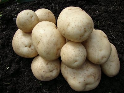 Pentland Javelin Seed Potatoes