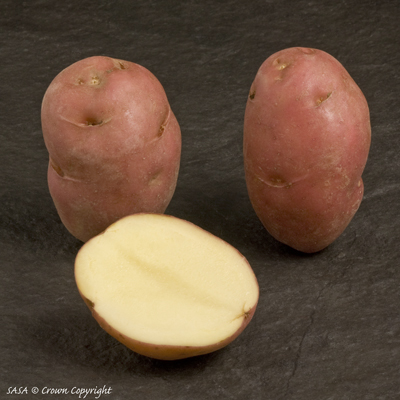 Potato variety: Desiree
