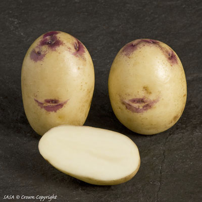 Potato variety: Kestrel