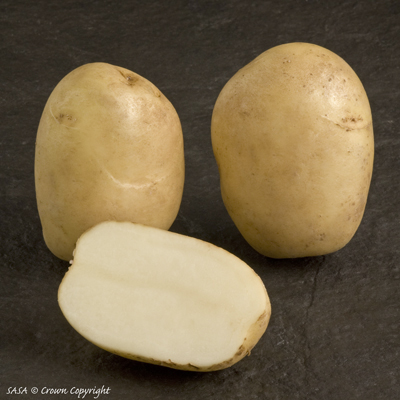 Potato variety: Pentland Javelin