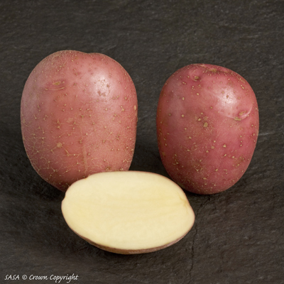 Potato variety: Setanta