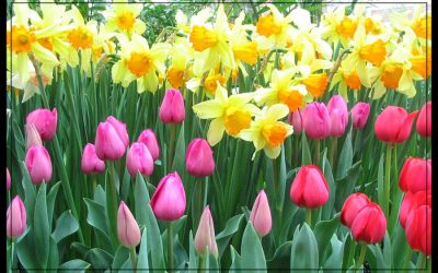 Picture of Spring Bulbs