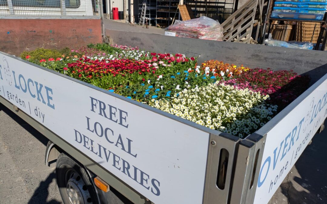 Celebrate Mother’s Day with Beautiful Plants from Overt Locke Ltd